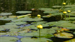 Centre d'Interprétation de la Nature du Lac Boivin