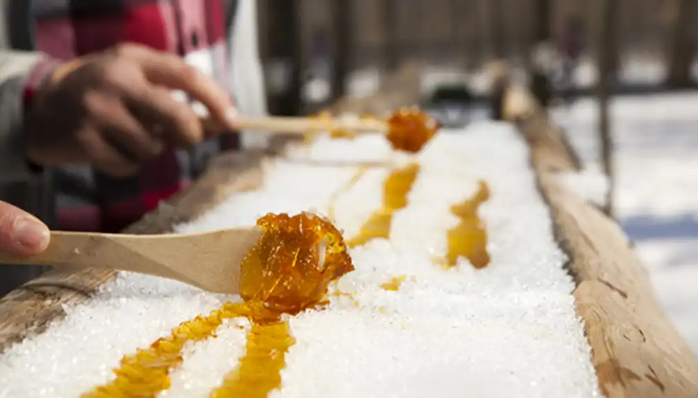 La Sucrerie des Gallant - érablière