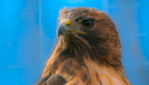 Familizoo au Complexe Atlantide