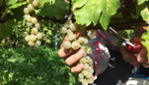Le Bourg des Cèdres Vignoble