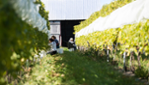 Le Bourg des Cèdres Vignoble