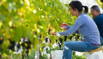 Le Bourg des Cèdres Vignoble