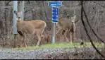 Réserve nationale de faune du lac-Saint-François