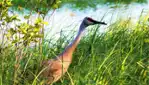 Réserve nationale de faune du lac-Saint-François