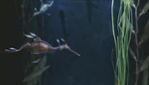 Aquarium du Québec (Aquarium de Quebec) 