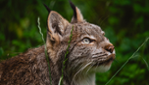 Zoo Sauvage de St-Félicien