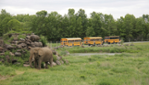 Parc Safari - Des souvenirs inoubliables