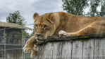 Parc Safari - Des souvenirs inoubliables