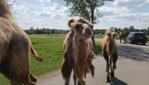 Parc Safari - Des souvenirs inoubliables