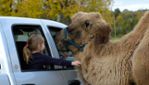 Parc Safari - Des souvenirs inoubliables