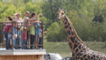 Parc Safari - Des souvenirs inoubliables