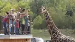 Parc Safari - Des souvenirs inoubliables
