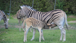 Parc Safari - Des souvenirs inoubliables