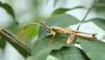 Insectarium de Montréal - Espace pour la vie