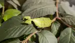 Insectarium de Montréal - Espace pour la vie