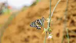 Insectarium de Montréal - Espace pour la vie