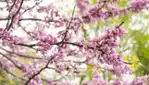 Jardin botanique de Montréal - Espace pour la vie