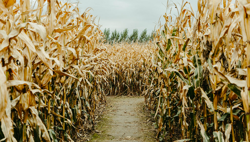 Citrouilleville Villages de citrouilles StZotique Fiche