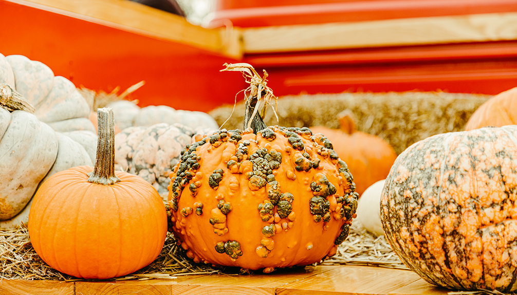 Citrouilleville Villages de citrouilles StZotique Fiche