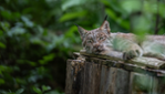 Zoo Écomuseum - Un zoo à Montréal