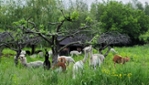 Alpagas du Domaine Poissant 