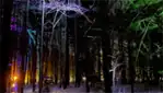 Les Parcours D'hébertisme Aérien du Parc du Domaine Vert - Arbre en arbre