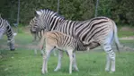 Parc Safari - Cet été, c’est ici qu’on s’amuse ! 