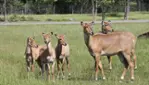 Parc Safari - Cet été, c’est ici qu’on s’amuse ! 