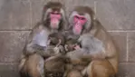 Parc Safari, Pas Bête !