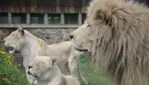 Parc Safari, Pas Bête !