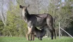 Parc Safari - Cet été, c’est ici qu’on s’amuse ! 