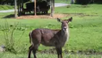 Parc Safari - Cet été, c’est ici qu’on s’amuse ! 