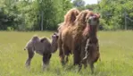 Parc Safari - Cet été, c’est ici qu’on s’amuse ! 