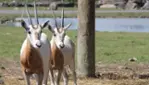 Parc Safari - Cet été, c’est ici qu’on s’amuse ! 