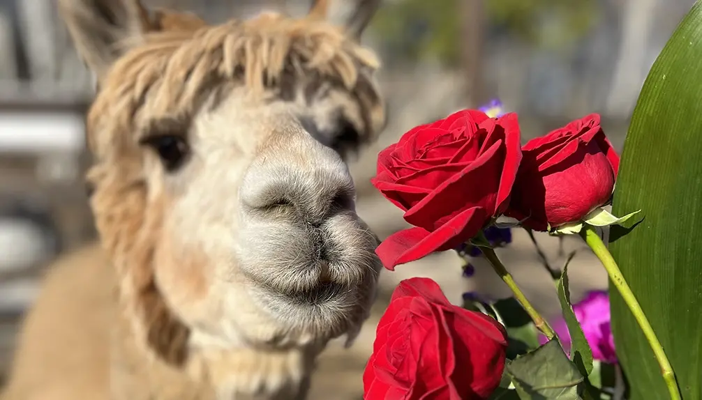 Alpagas du Domaine Poissant