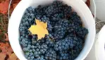 Le Chat Botté vignoble et cidrerie - Dégustations & vendanges