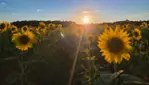 Améroquois - Huile Champy - Des Tournesols plein la vue!