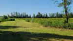 Améroquois - Huile Champy - Des Tournesols plein la vue!