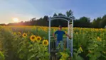 Améroquois - Huile Champy - Des Tournesols plein la vue!