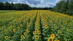 Améroquois - Huile Champy - Des Tournesols plein la vue!