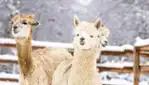 Alpagas du Domaine Poissant - Un Noël Magique Alpagas du Domaine Poissant - Un Noël Magique