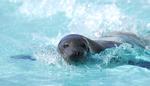 Aquarium du Québec (Aquarium de Quebec) 
