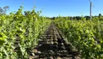 Le Chat Botté vignoble et cidrerie - Dégustations & vendanges