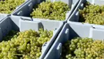 Le Chat Botté vignoble et cidrerie - Dégustations & vendanges