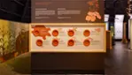 Musée Huron-Wendat