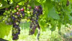 Vignoble Cortellino - Un coin d'Italie dans la Montérégie