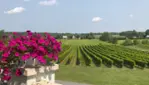 Vignoble Cortellino - Un coin d'Italie dans la Montérégie