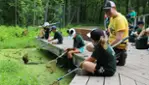 Guepe - Aventure et plein air