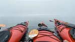 Vacances Essipit - Croisières aux Baleines & Kayak de Mer