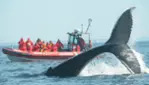 Vacances Essipit - Croisières aux Baleines & Kayak de Mer